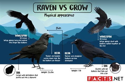 skuddbutt raven|raven vs crow.